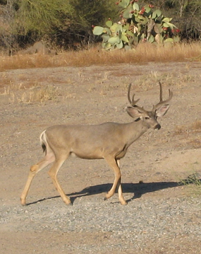 mule deer buck